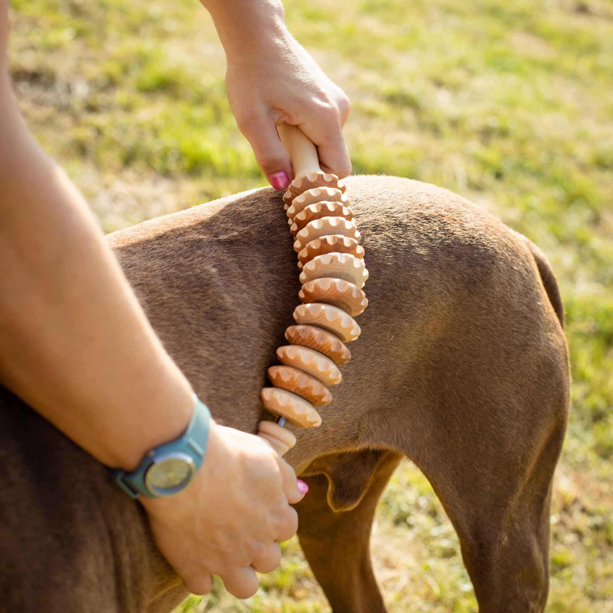 Wooden pet massager used gently on a dog as a gift idea for pet owners