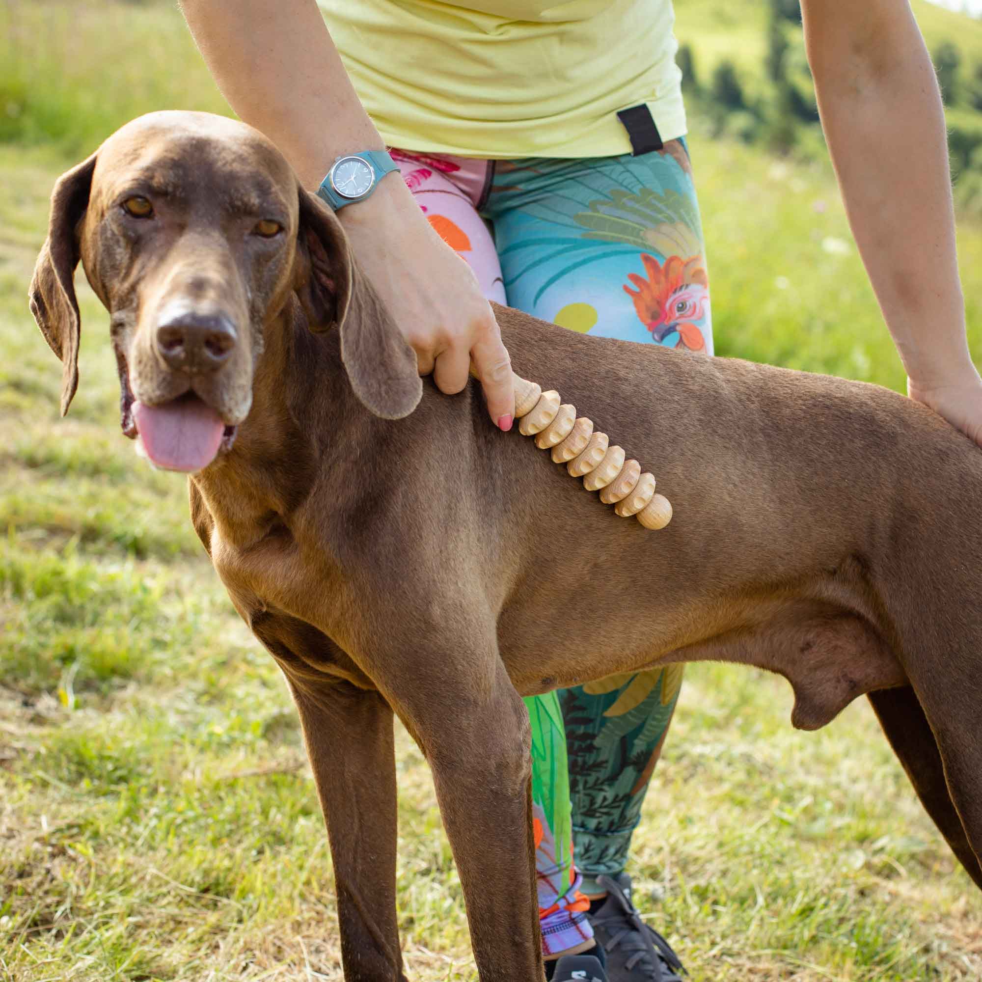 Wooden pet massager used gently on a dog during supervised grooming