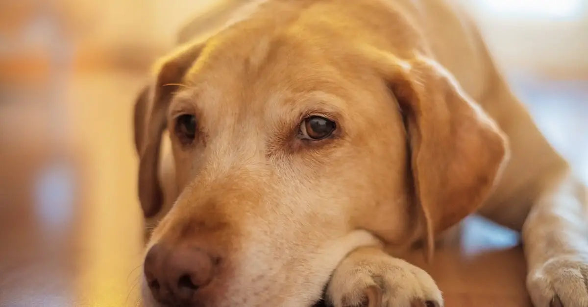 Golden retriever enjoys gentle wooden massager