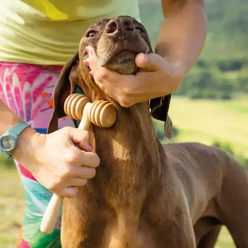 Wooden pet massager used gently on a brown dachshund outdoors